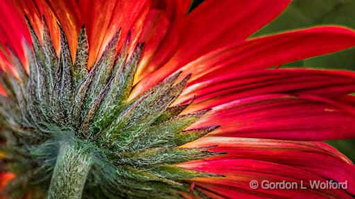 Gerbera Backside_P1150962-4.jpg - Photographed at Smiths Falls, Ontario, Canada.